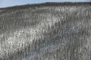 Prints of A view shows the Taiga larch forest in the Western Sayan Mountains in Krasnoyarsk Region, Russia February 13, 2018. Picture taken February 13, 2018. REUTERS/Ilya Naymushin Russia Prints: A view shows the Taiga larch forest in the Western Sayan Mountains in Krasnoyarsk Region