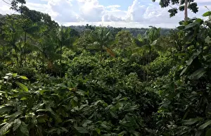 : A view of a sustainable cocoa plantation in a farm in Medicilandia