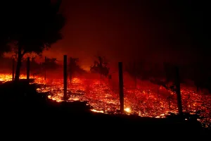 California Prints: A vineyard burns overnight during a wildfire that destroyed dozens of homes in Thousand