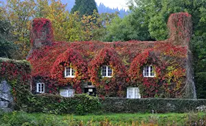 The Virginia Creeper covering a 15th-century cottage housing the Tu Hwnt IOr Bont