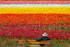 A visitor looks at the Flower Fields at Carlsbad Ranch as he enjoys nearly 50 acres of