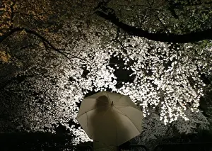 Visitor looks at illuminated cherry blossoms along the Imperial Palace moats in Tokyo