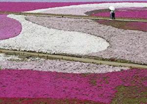 Visitors look at landscaped fields of Shibazakura (Moss Phlox) flowers at Hitsujiyama