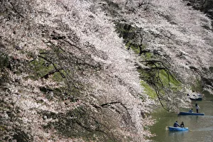 Images Dated 2014 April: Visitors ride a boat in the Chidorigafuchi moat