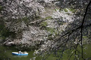 Visitors ride a boat in the Chidorigafuchi moat, as they enjoy fully bloomed cherry blossoms