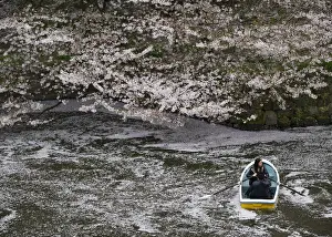 Japan Prints: Visitors ride a boat in the Chidorigafuchi moat covered with petals of cherry blossoms