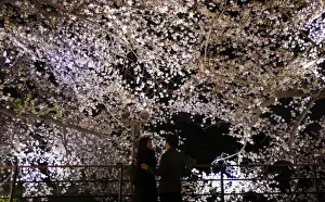 Visitors stand under illuminated cherry blossoms beginning to scatter along the Chidorigafuchi