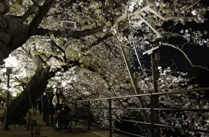 Visitors walk under of illuminated cherry blossoms beginning to scatter along
