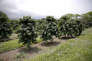 Hawaii Prints: Volcanic ash covers the leaves of coffee plants in Pahala, Hawaii