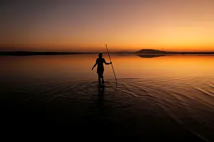 Spain Prints: A volunteer wades across the lagoon at dawn to gather flamingo chicks