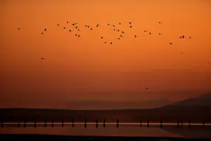 Animal Prints: Volunteers wade across the lagoon at dawn to gather flamingo chicks