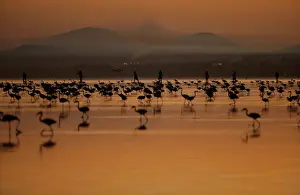 Animal Prints: Volunteers wade across the lagoon at dawn to gather flamingo chicks