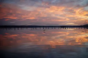 Landscapes Prints: Volunteers wade across the lagoon at dawn to gather flamingo chicks and place them