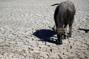 Prints of A water buffalo is seen on cracked soil at a dried up rice field in Baliuag town, Bulacan province, north of Manila, Philippines April 23, 2018. REUTERS/Romeo Ranoco Global Prints: A water buffalo is seen on cracked soil at a dried up rice field in Baliuag town