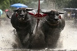 Water buffalos compete in Chonburis annual buffalo race festival, in Chonburi province