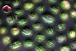 Watermelons float in a flooded fruit market in Sao Paulo