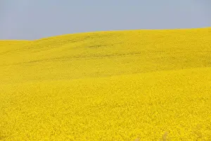 Western Canadian canola fields are seen in full bloom before they will be harvested