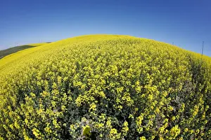 Canola Prints: Western Canadian canola fields are seen in full bloom before they will be harvested later
