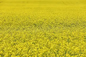 Canola Prints: Western Canadian canola fields are seen in full bloom before they will be harvested later