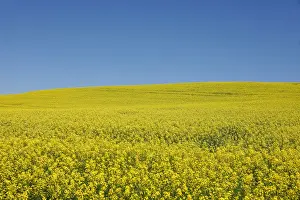 Canola Prints: Western Canadian canola fields are seen in full bloom before they will be harvested later