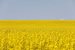 Canola Prints: Western Canadian canola fields are seen in full bloom before they will be harvested later