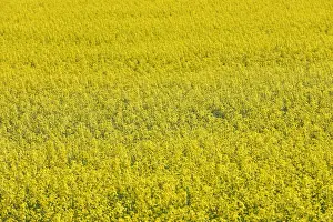 Canola Prints: Western Canadian canola fields are seen in full bloom before they will be harvested later