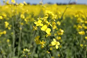 Canola Prints: Western Canadian canola fields are seen in full bloom before they will be harvested later