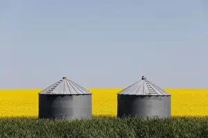 Canola Prints: Western Canadian canola fields are seen in full bloom before they will be harvested later