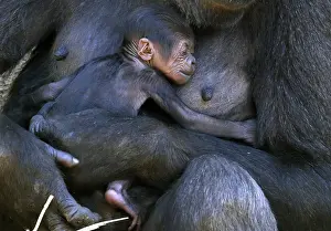 A Western Lowland Gorilla named Mbeli holds her baby in their enclosure at Sydney s