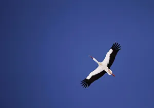 A white stork flies over the snow covered marsh Elnya