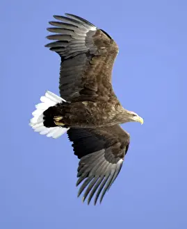 White-tailed eagle flies over Kushiro in Japans northern island of Hokkaido