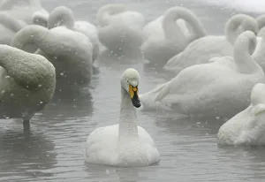 Whooper swans float on waters of Lake Kussharo in Teshikaga town in Hokkaido, northern Whooper swans float on waters of Lake Kussharo in Teshikaga town in Hokkaido, northern