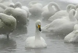 Animal Prints: Whooper swans float on waters of Lake Kussharo in Teshikaga town in Hokkaido, northern