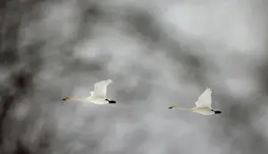 Belarus Prints: Whooper swans fly over forest in Republican landscape reserve Naliboksky near