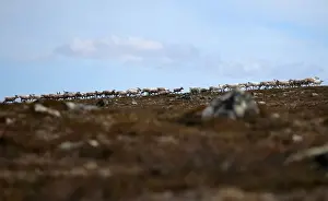 The Wider Image: As Arctic warms, herders tangle with new industries