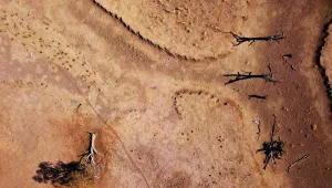 Prints of Dead trees are seen in a drought-effected paddock on farmer Scott Coopers property named South Park located east of the town of Gunnedah in New South Wales, Australia, July 21, 2018 Australia Prints: The Wider Image: Australias drought - the cancer eating away at farms