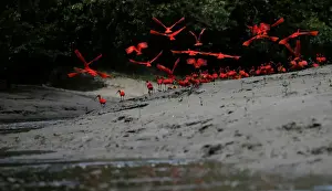 Oil Prints: The Wider Image: Brazils new oil frontier threatens Amazon reef