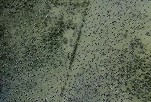 Oil Prints: The Wider Image: Brazils new oil frontier threatens Amazon reef