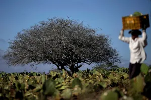 Prints of A farmer works in cactus plantation in Pocinhos, Paraiba state, Brazil, February 8, 2017. REUTERS/Ueslei Marcelino SEARCH BRAZIL DROUGHT FOR THIS STORY. SEARCH WIDER IMAGE FOR ALL STORIES Brazil Prints: The Wider Image: Brazils race to save drought-hit city