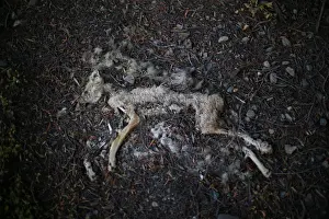Environment Prints: The Wider Image: Chiles tiny Til Til faces big trash problem