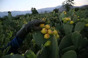 : The Wider Image: Chiles tiny Til Til faces big trash problem