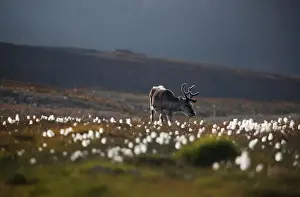 Climate Prints: The Wider Image: A climate-change frontier in the worlds northernmost town