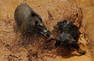 The Wider Image: Indonesian villages pit wild boars against dogs