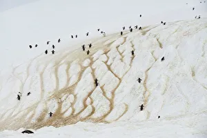 Climatechange Prints: The Wider Image: Journey to Antarctica: seals, penguins and glacial beauty