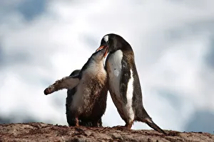 Climatechange Prints: The Wider Image: Journey to Antarctica: seals, penguins and glacial beauty