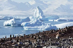 The Wider Image: Journey to Antarctica: seals, penguins and glacial beauty