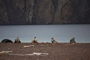 Climatechange Prints: The Wider Image: Journey to Antarctica: seals, penguins and glacial beauty
