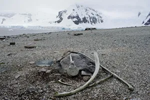 Climatechange Prints: The Wider Image: Journey to Antarctica: seals, penguins and glacial beauty