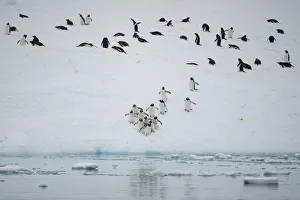 Climatechange Prints: The Wider Image: Journey to Antarctica: seals, penguins and glacial beauty