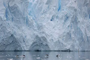 Climatechange Prints: The Wider Image: Journey to Antarctica: seals, penguins and glacial beauty
